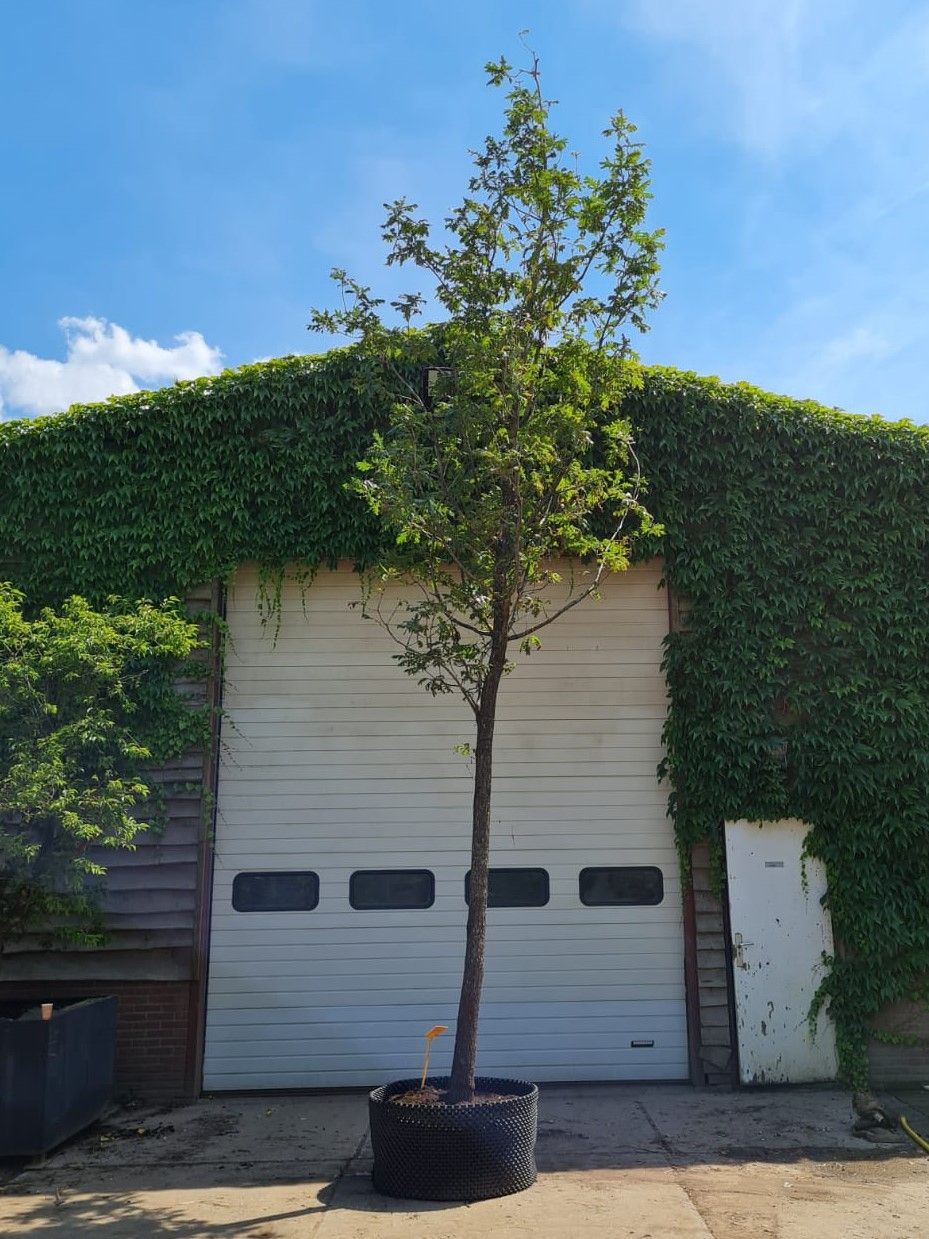 Jonge Hongaarse eik | Hoogstam