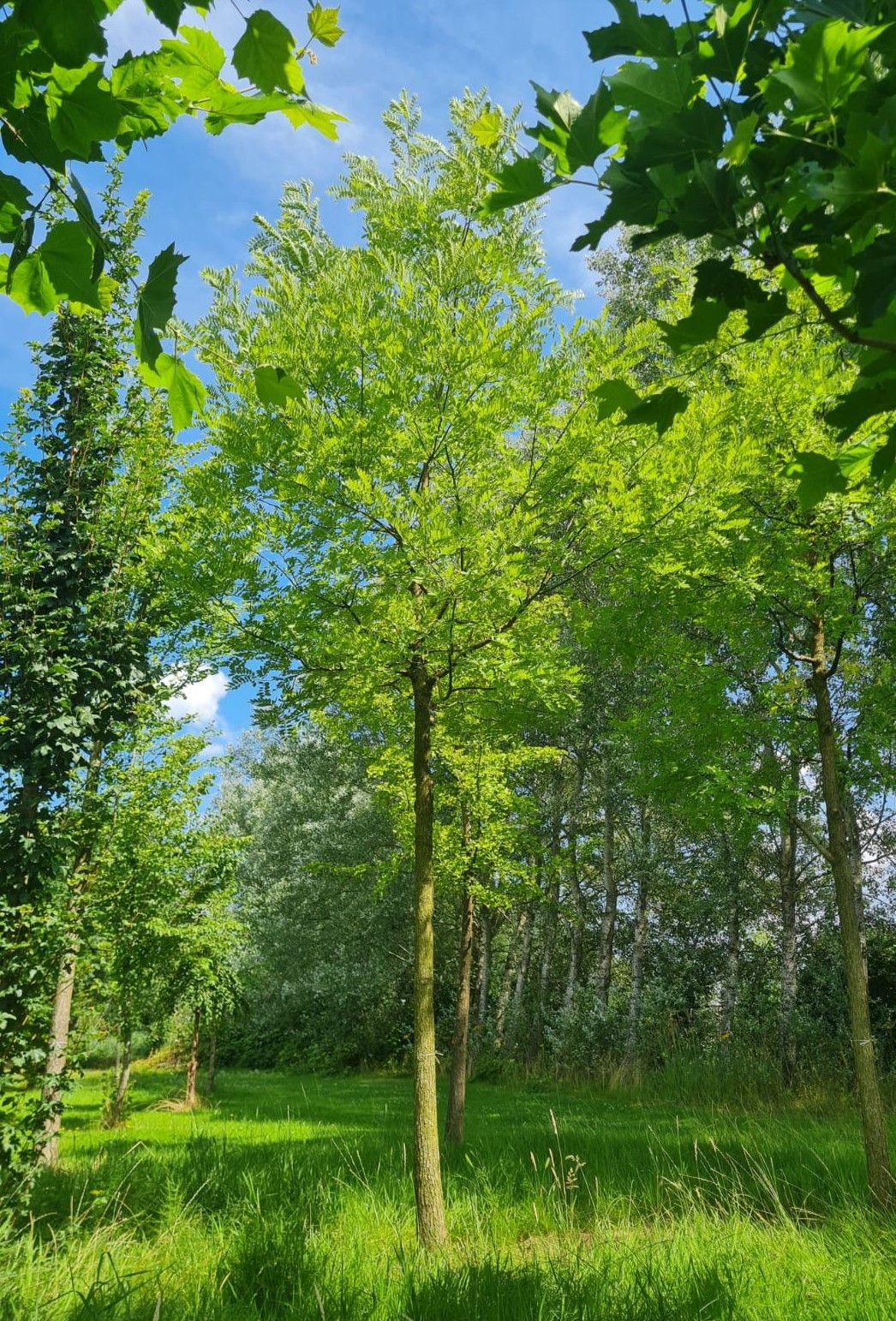 Jonge Honingboom | Hoogstam