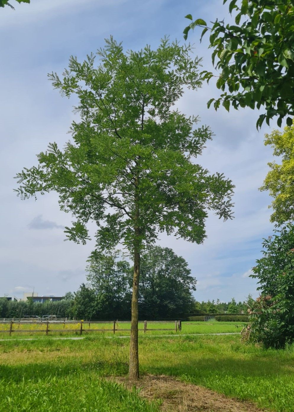 Volwassen Honingboom | Hoogstam