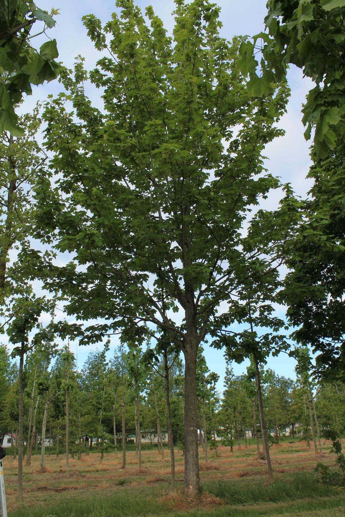 hoogstam-gewone-esdoorn Jonge Gewone esdoorn | Hoogstam