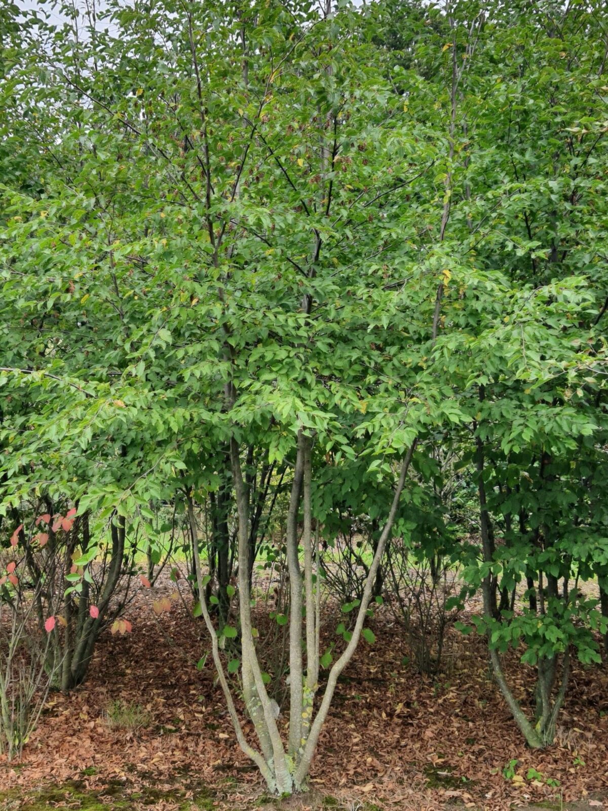 Volwassen Hopbeuk | Meerstammig