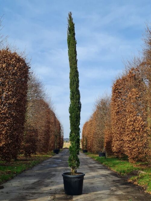 Italiaanse cipres | Laagstam