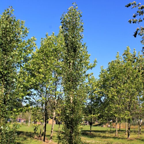 Volwassen Italiaanse populier | Hoogstam