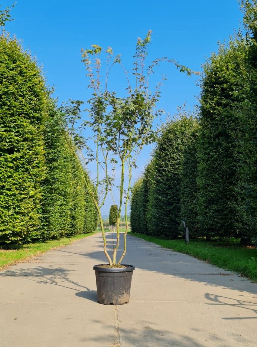 Jonge Japanse esdoorn | Meerstammig