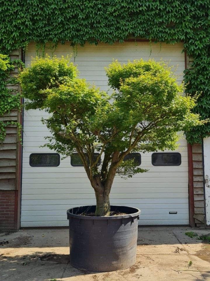 japanse-esdoorn-karakteristiek Volwassen Japanse esdoorn | Meerstammig