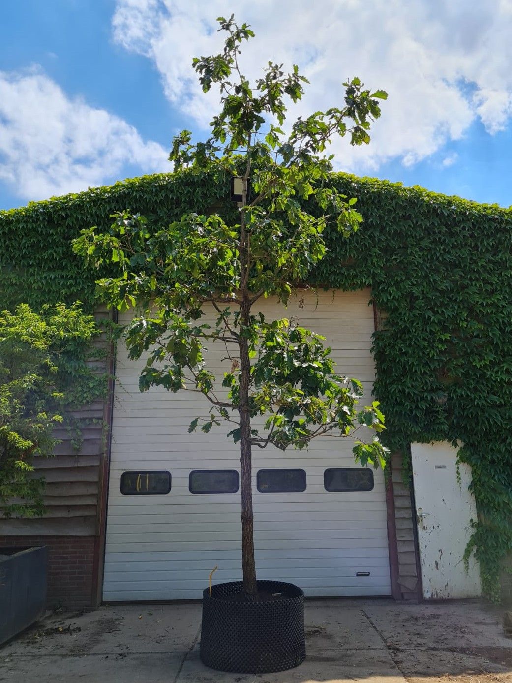 Volwassen Japanse keizereik | Hoogstam