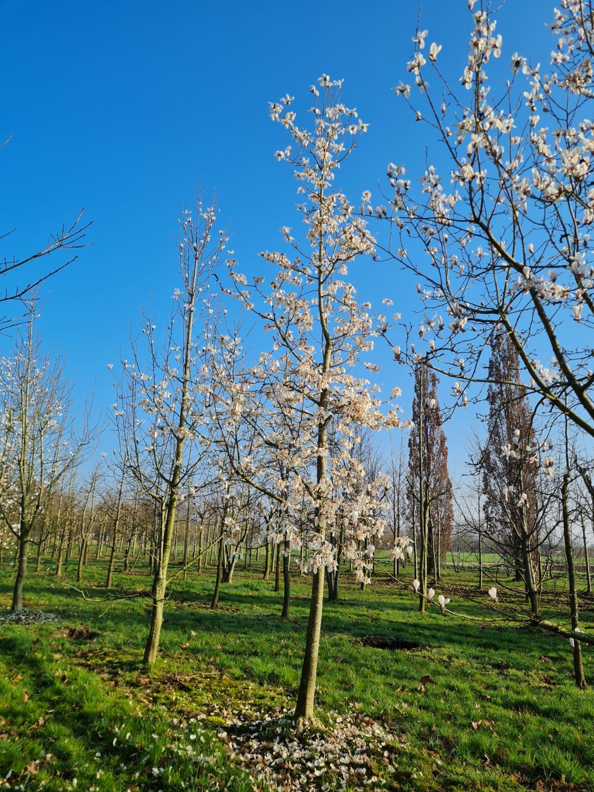 Volwassen Japanse magnolia | Hoogstam