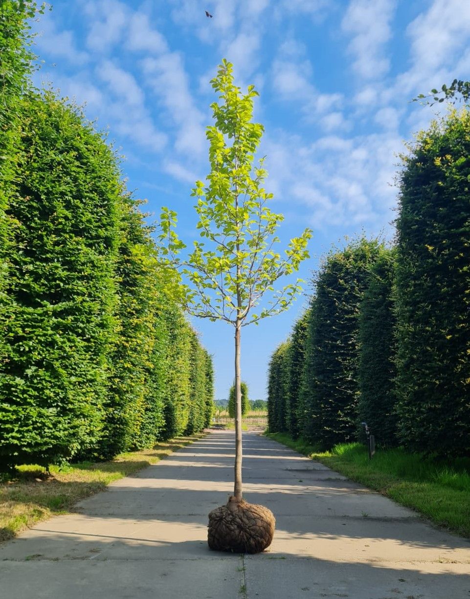 Jonge Japanse magnolia | Hoogstam