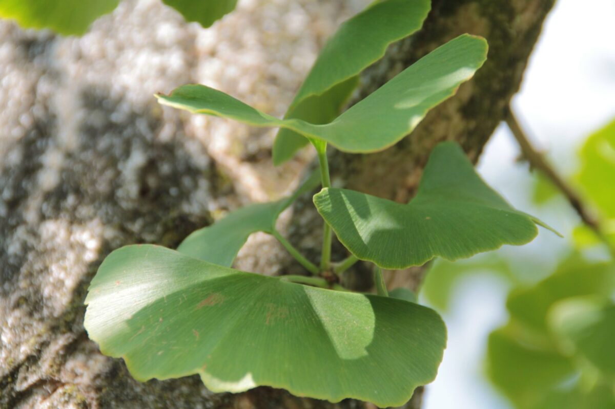 Volwassen Japanse notenboom (Ginkgo) |Halfstam