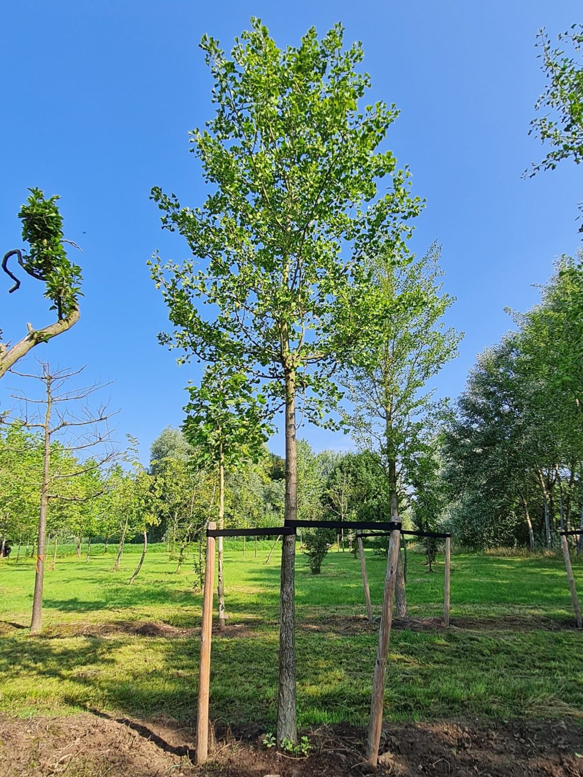 Jonge Japanse notenboom | Hoogstam