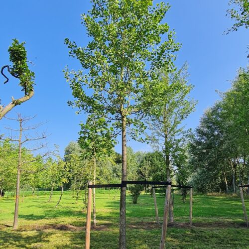 Jonge Japanse notenboom | Hoogstam