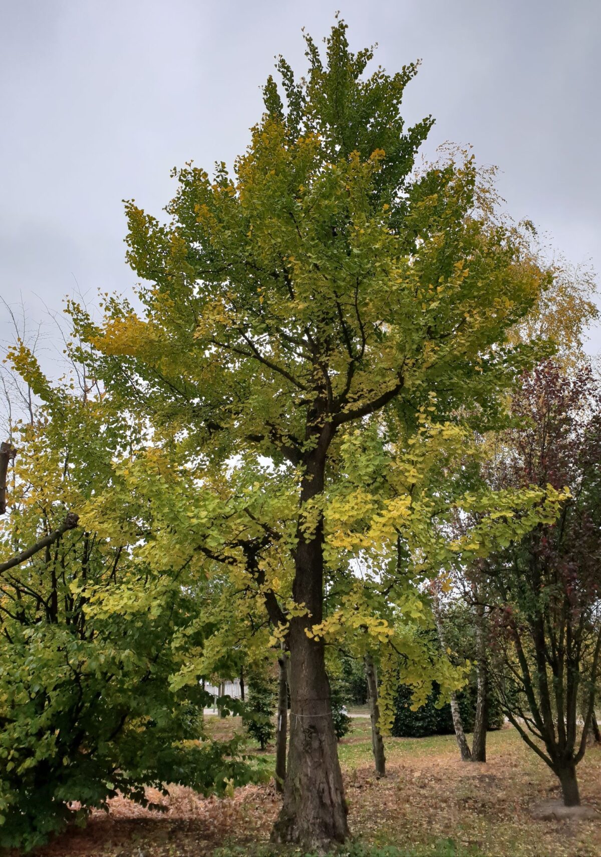 Japanse notenboom (Ginkgo)