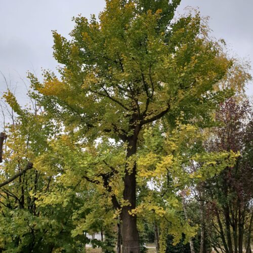 Japanse notenboom (Ginkgo)