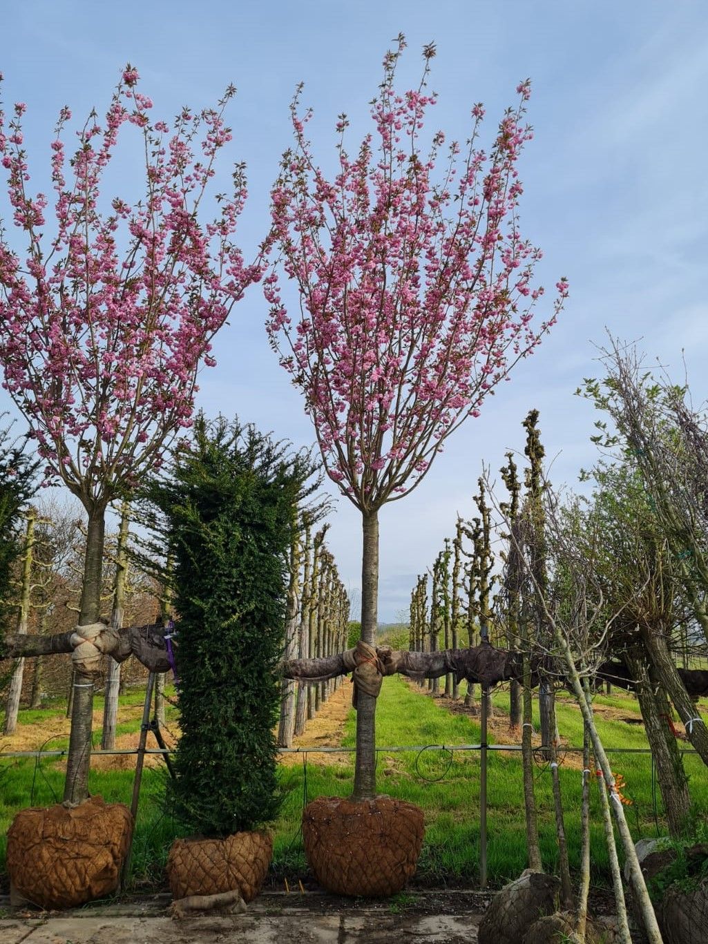 japanse-sierkers-kanzan- Japanse sierkers 'Kanzan'