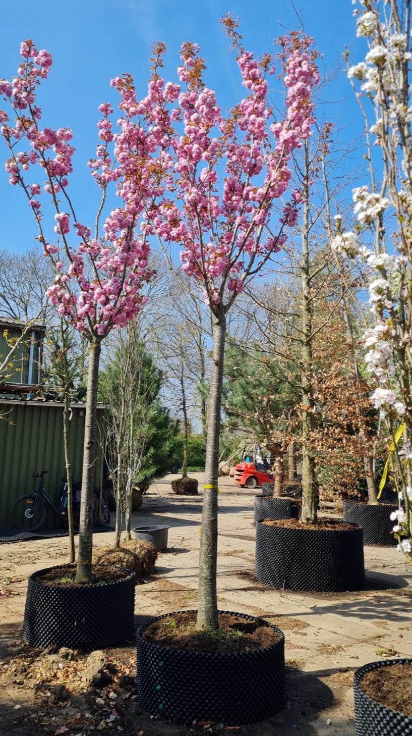 Jonge Japanse sierkers 'Kanzan' |Hoogstam