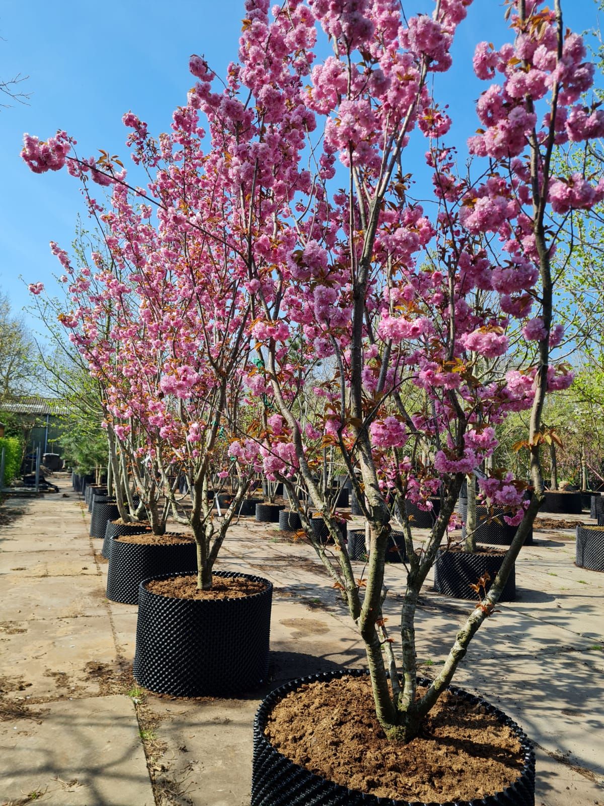 japanse-sierkers-kanzan-meerstammig Jonge Sierkers 'Kanzan' | Meerstammig