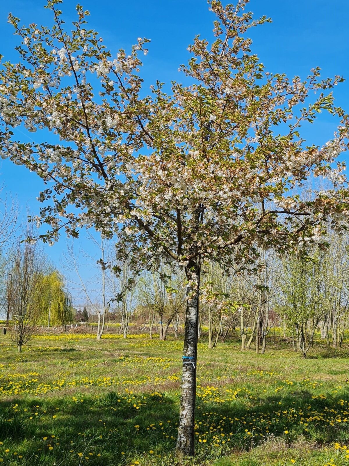Volwassen Japanse Sierkers 'Shirotae' | Hoogstam