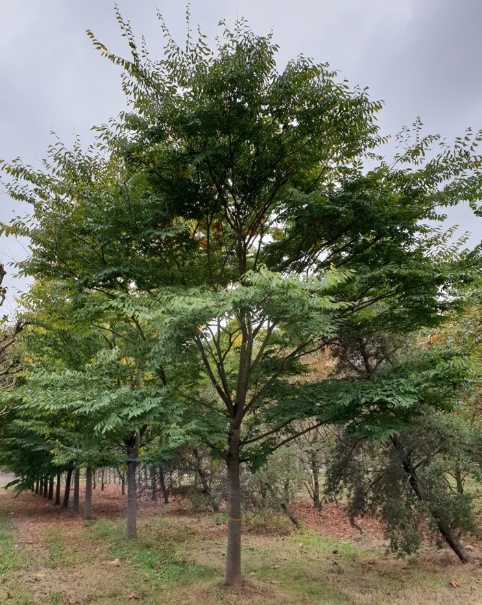 Volwassen Japanse Schijniep | Hoogstam