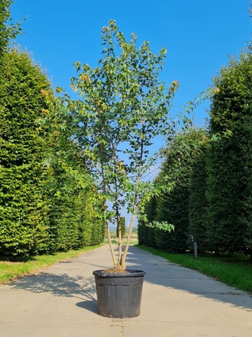 jonge-drietandesdoorn-meerstammig Drietandesdoorn | Meerstammig