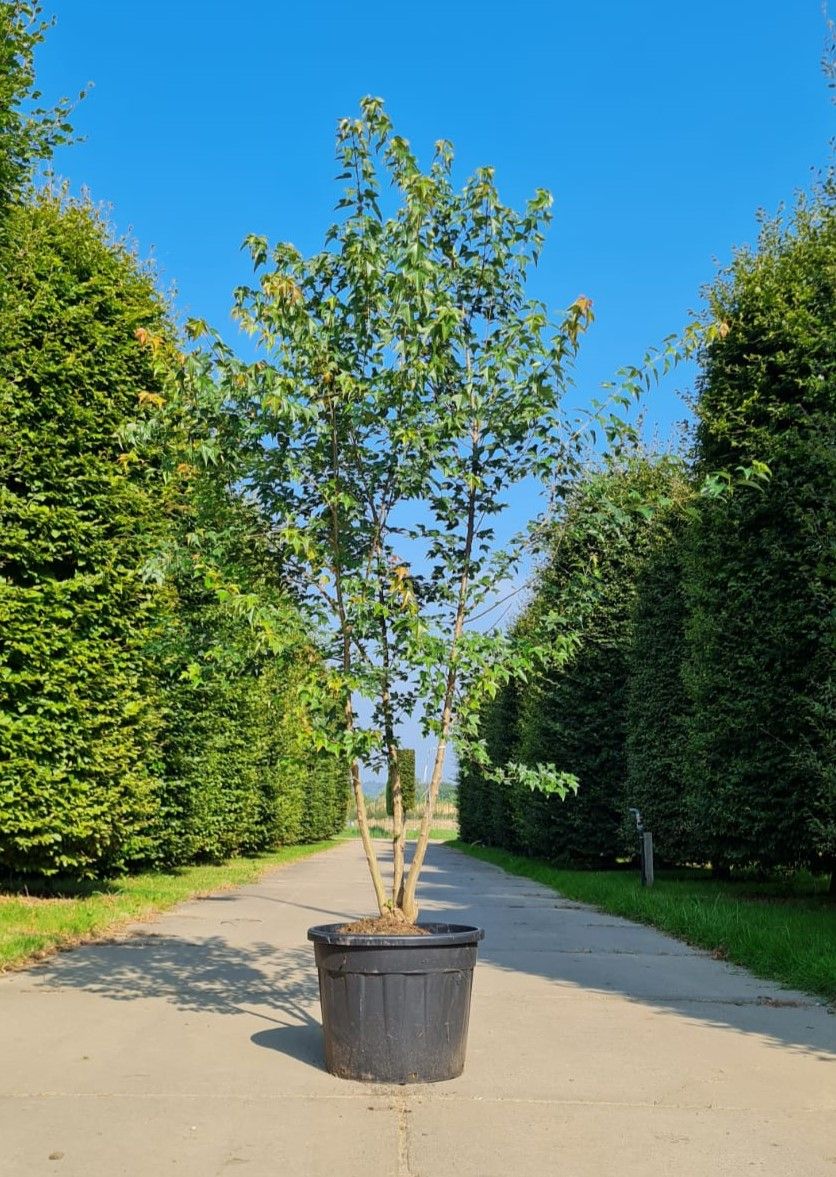 jonge-drietandesdoorn-meerstammig Jonge Drietandesdoorn | Meerstammig