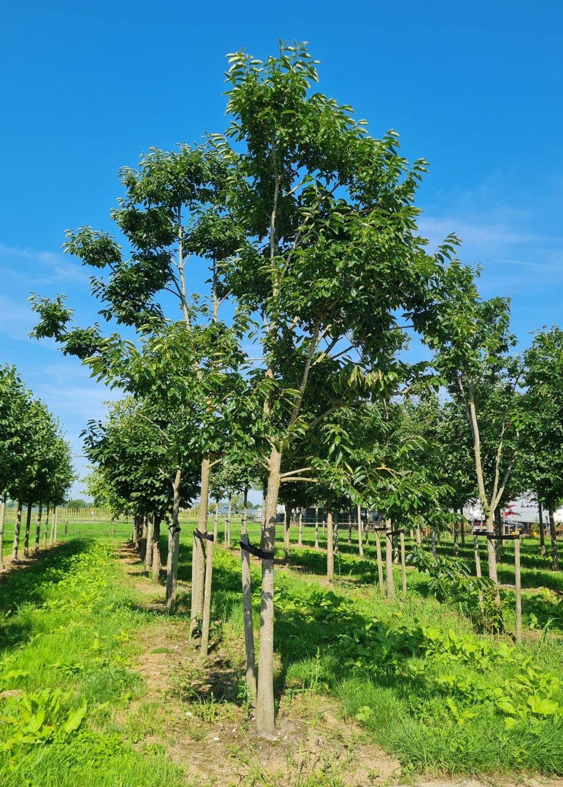 Jonge Lotusboom | Hoogstam