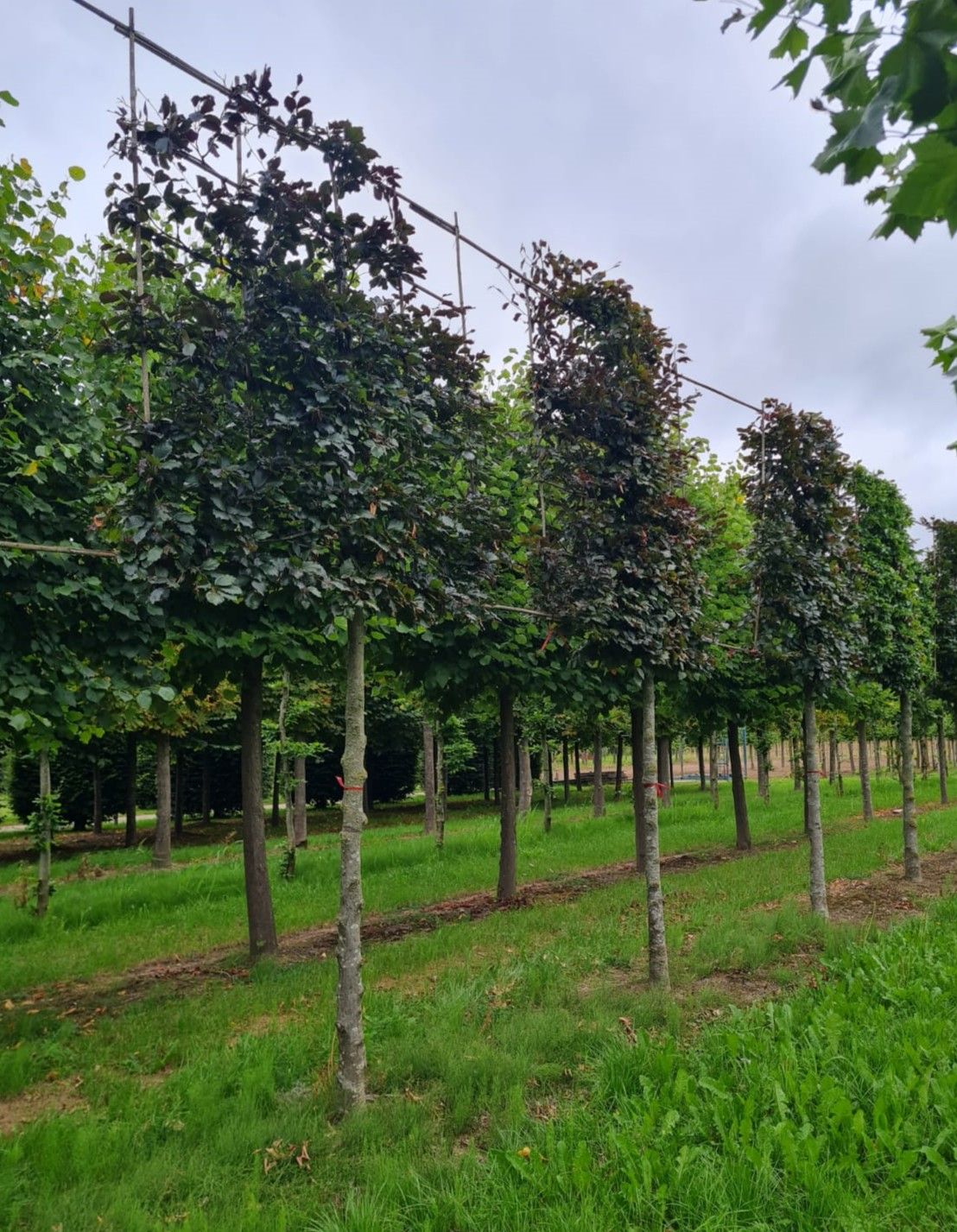 Jonge Rode beuk | Leivorm