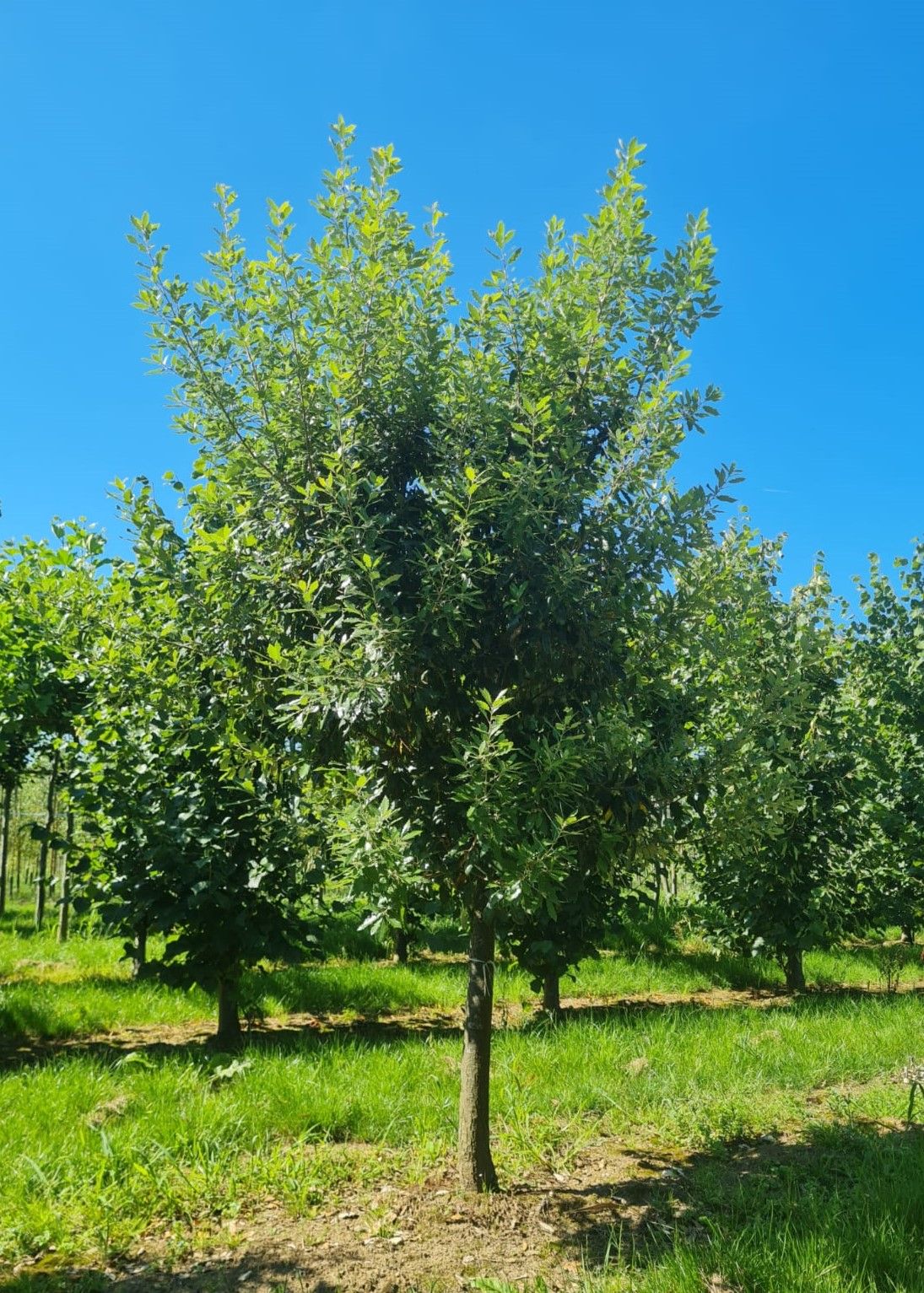 Jonge Spaanse eik 'Fulhamensis' | Halfstam