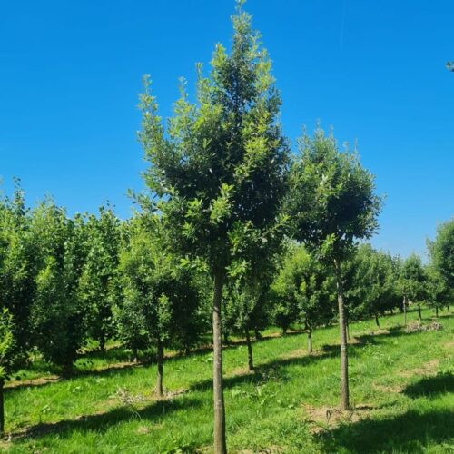 Jonge Spaanse eik 'Fulhamensis' | Hoogstam