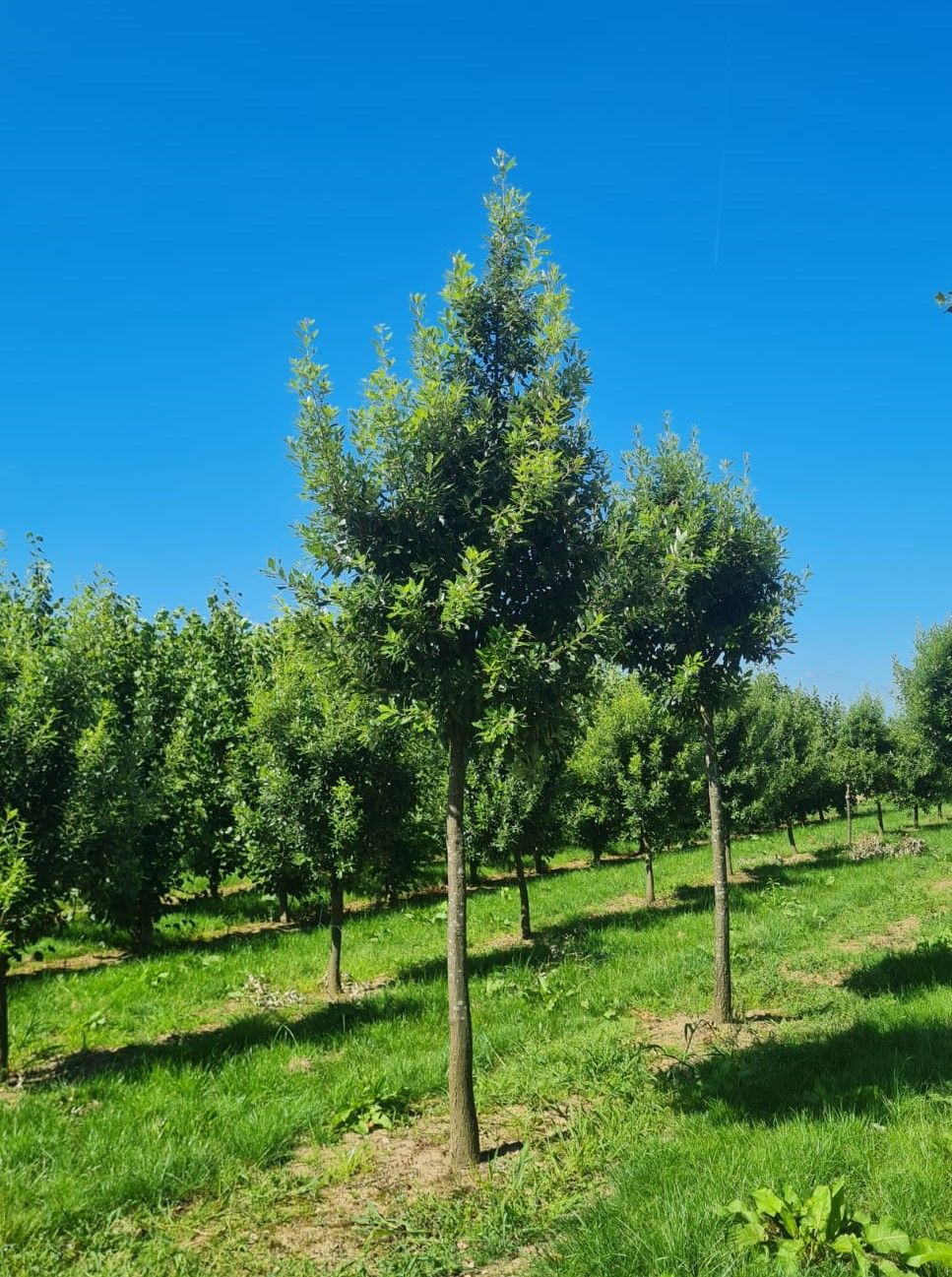 Jonge Spaanse eik 'Fulhamensis' | Hoogstam