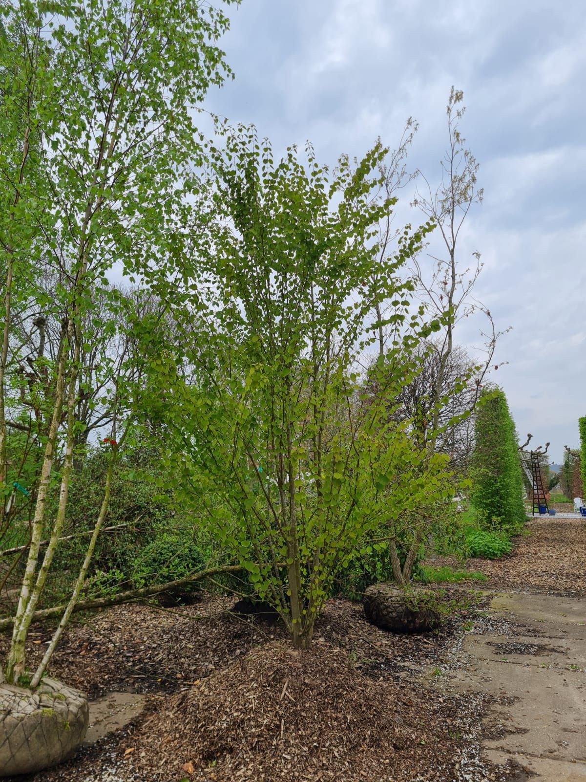 Jonge Katsuraboom | Meerstammig