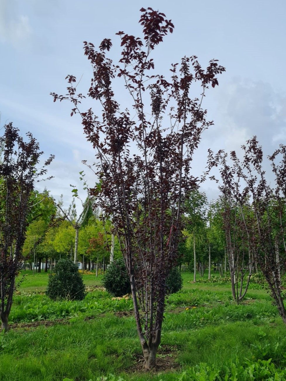 Jonge Kerspruim 'Pissardii' | Meerstammig