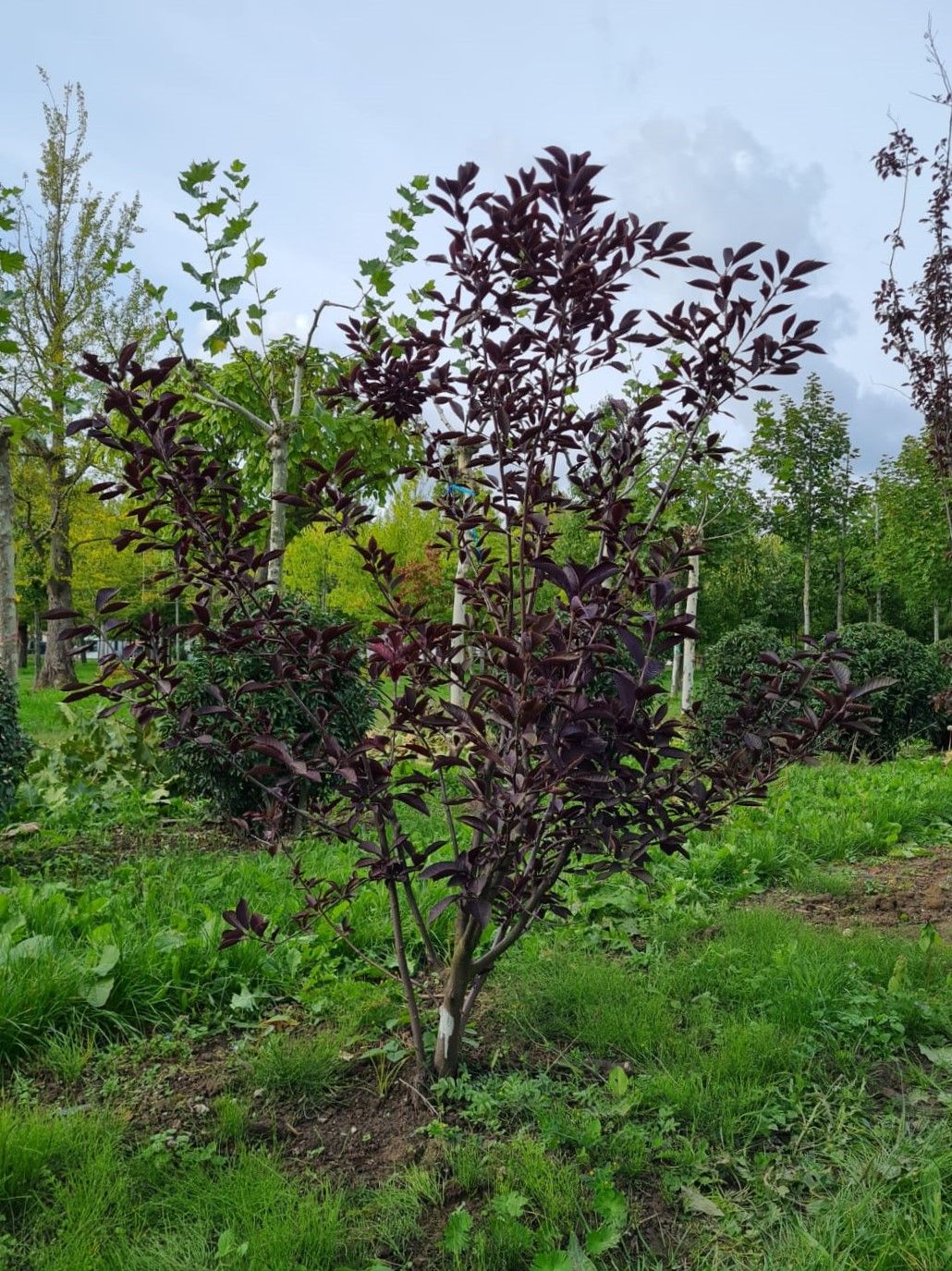Jonge Rode vogelkers | Meerstammig