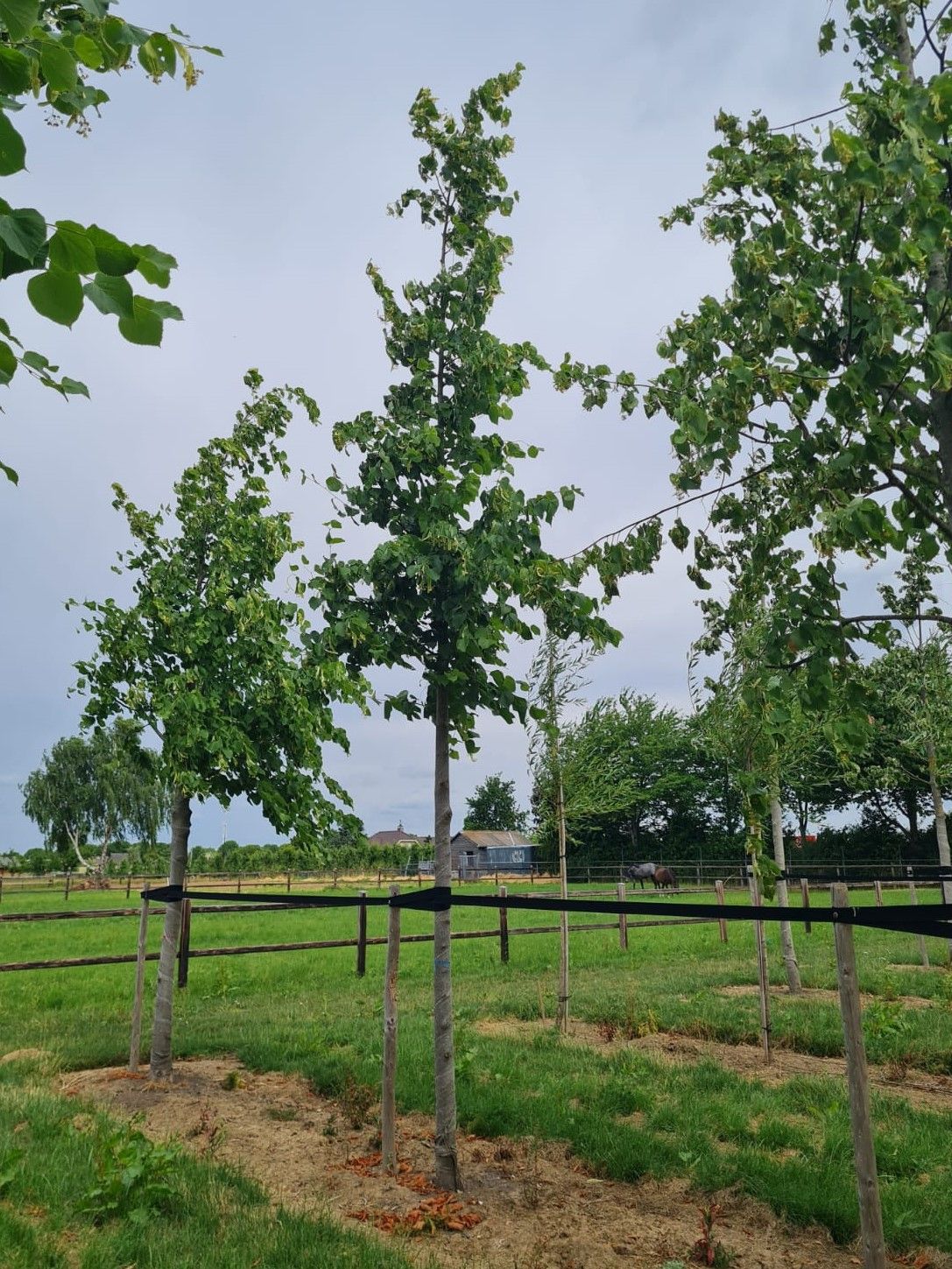 Jonge Koningslinde | Hoogstam