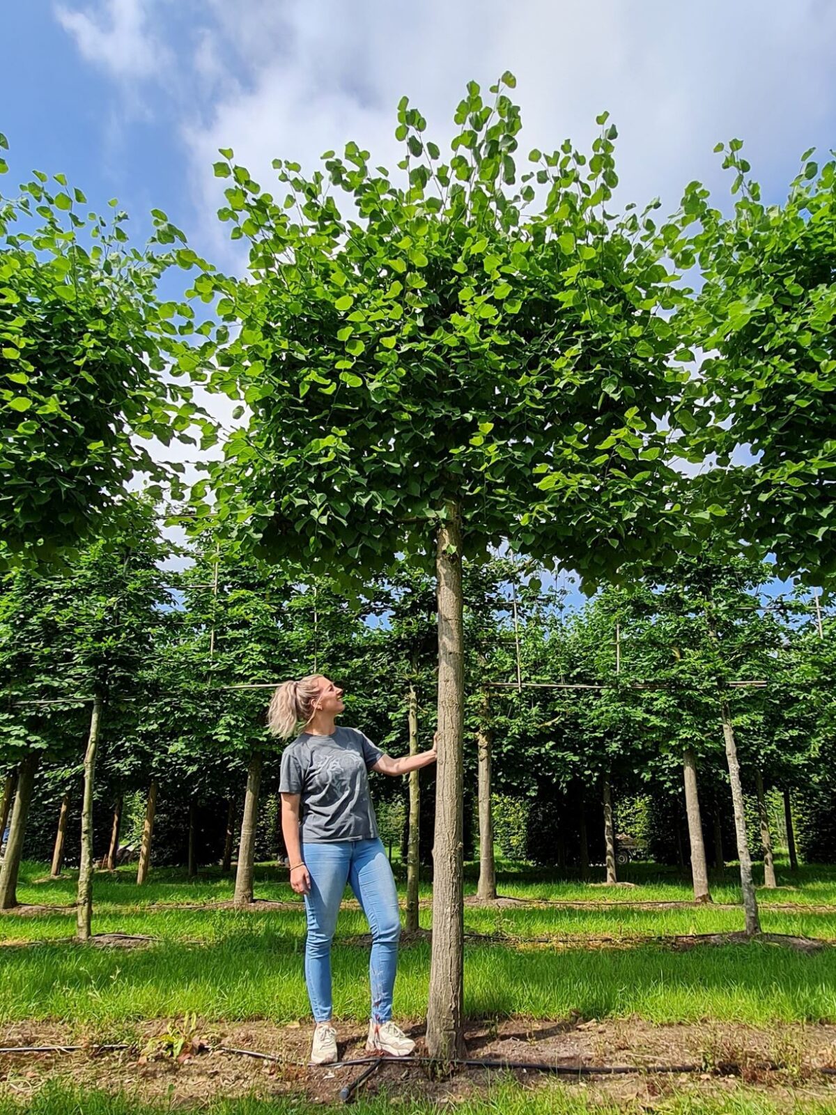 Jonge Lindeboom | Leivorm