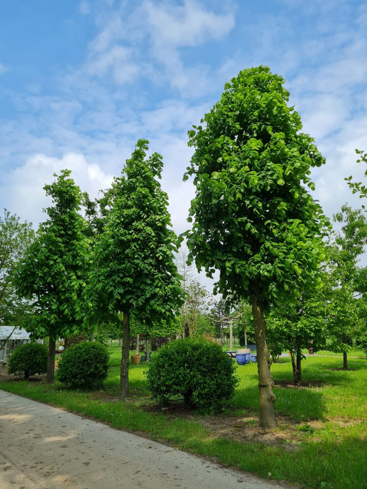 Volwassen Koningslinde | Kandelabervorm