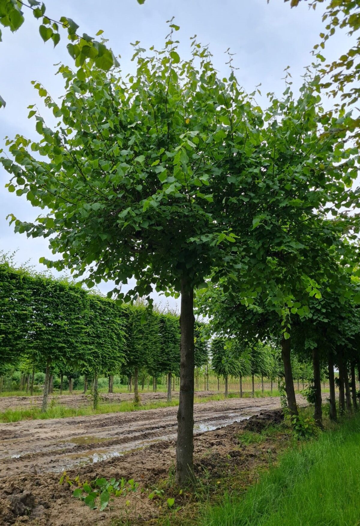 koningslinde Volwassen Koningslinde | Dakvorm