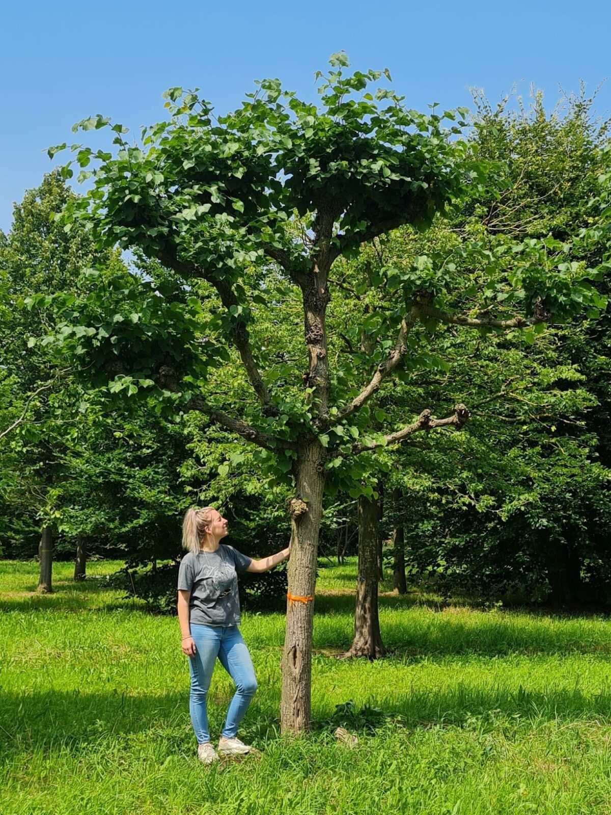 koningslinde-lei-karaktervorm Volwassen Koningslinde | Leivorm