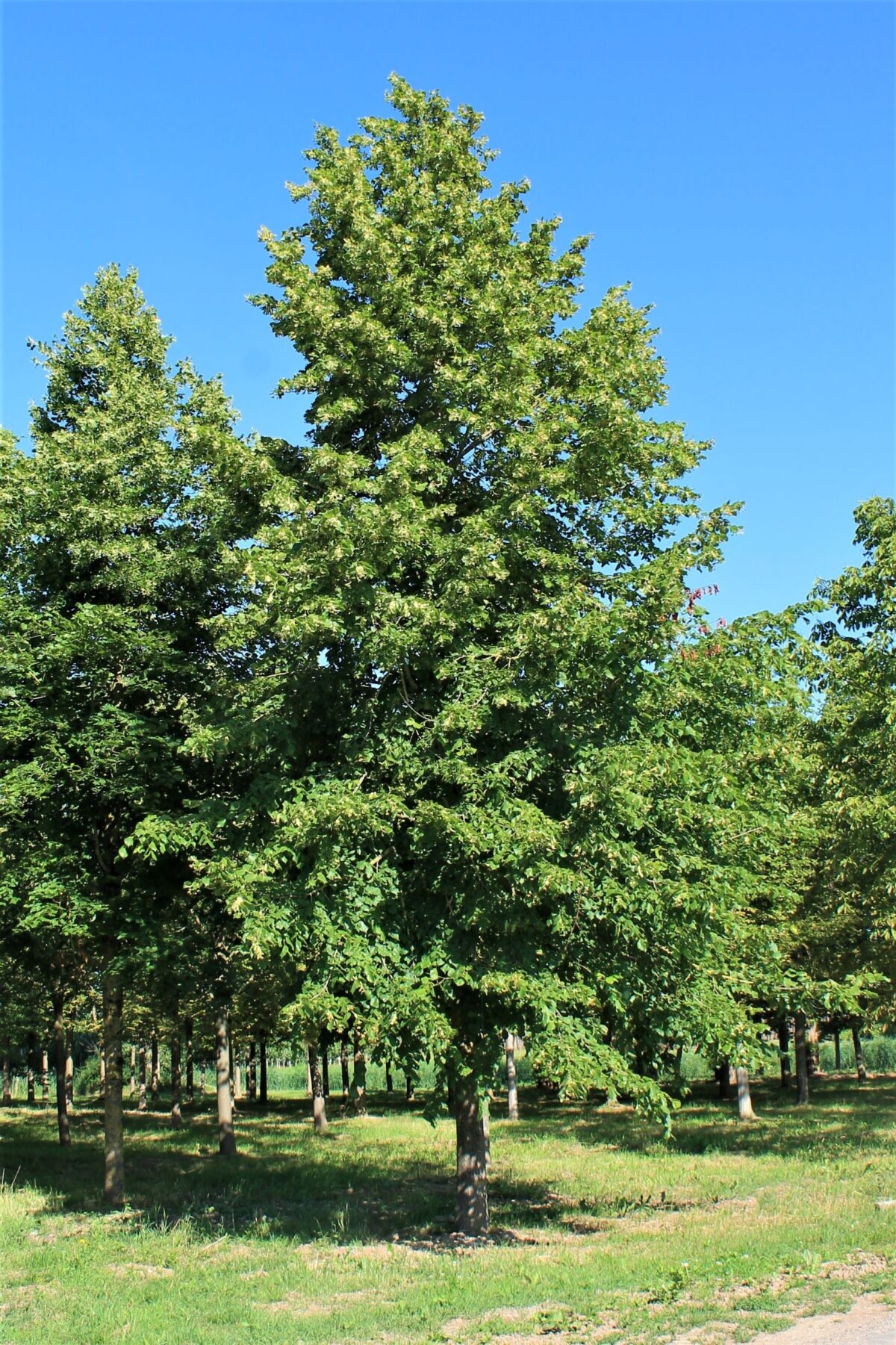 krimlinde Volwassen Krimlinde | Hoogstam