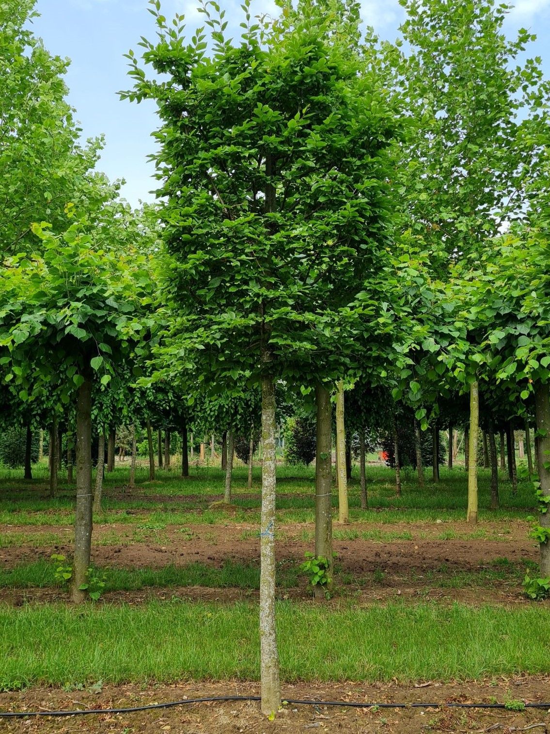 Jonge Haagbeuk | Blokvorm