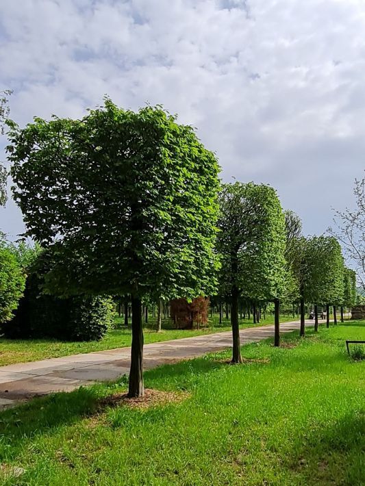Volwassen Haagbeuk | Blokvorm