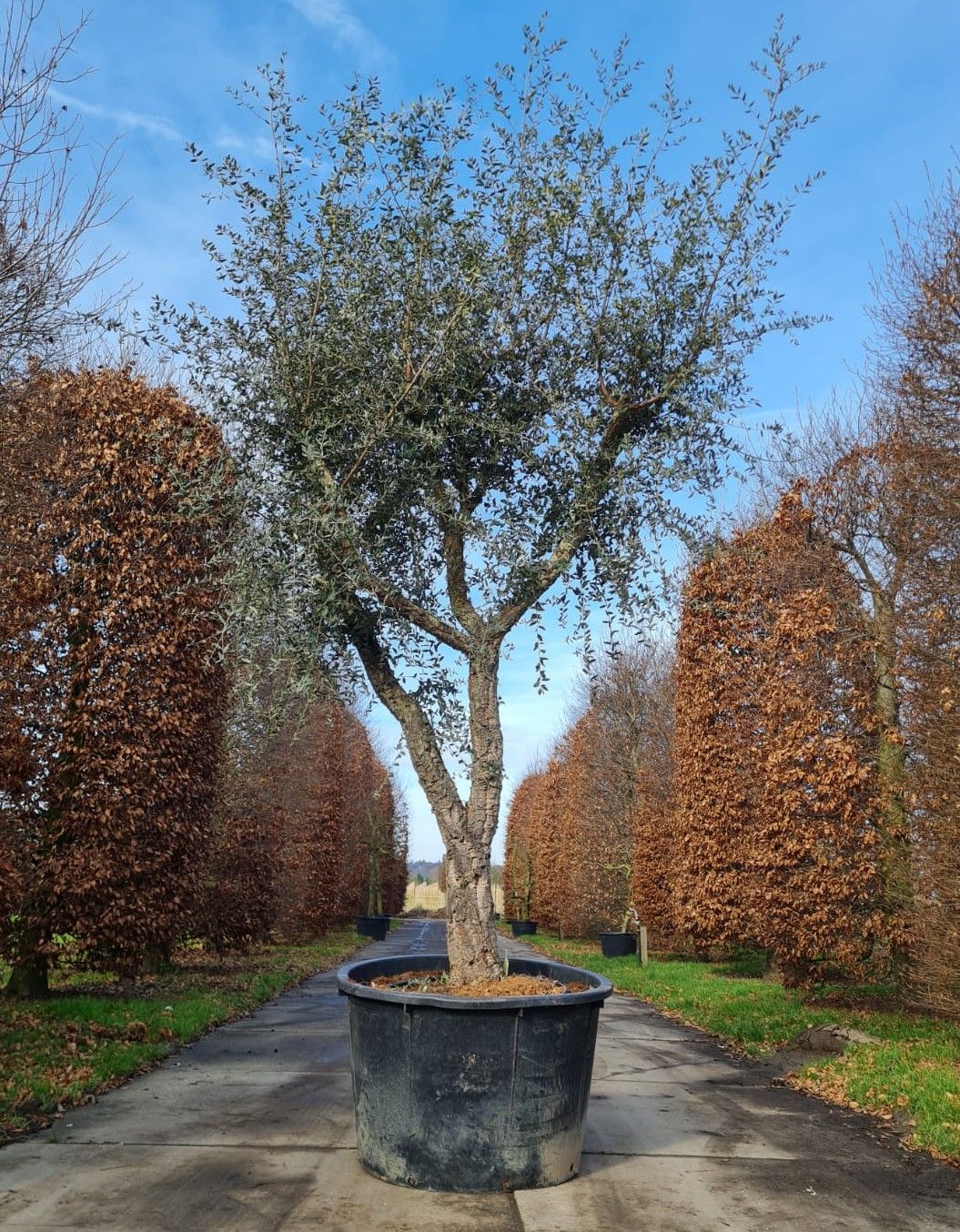 Volwassen Kurkeik | Hoogstam