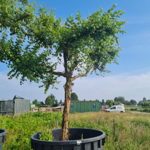 Volwassen Kweepeer | Hoogstam