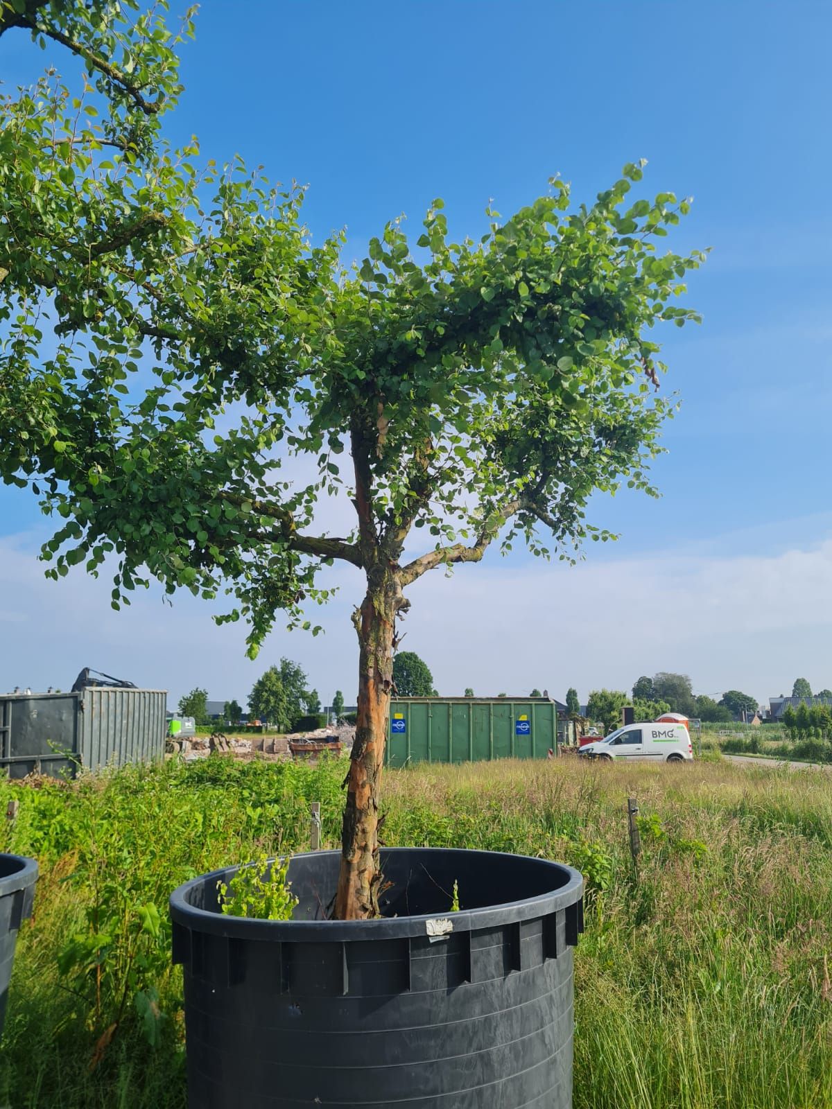 Volwassen Kweepeer | Hoogstam