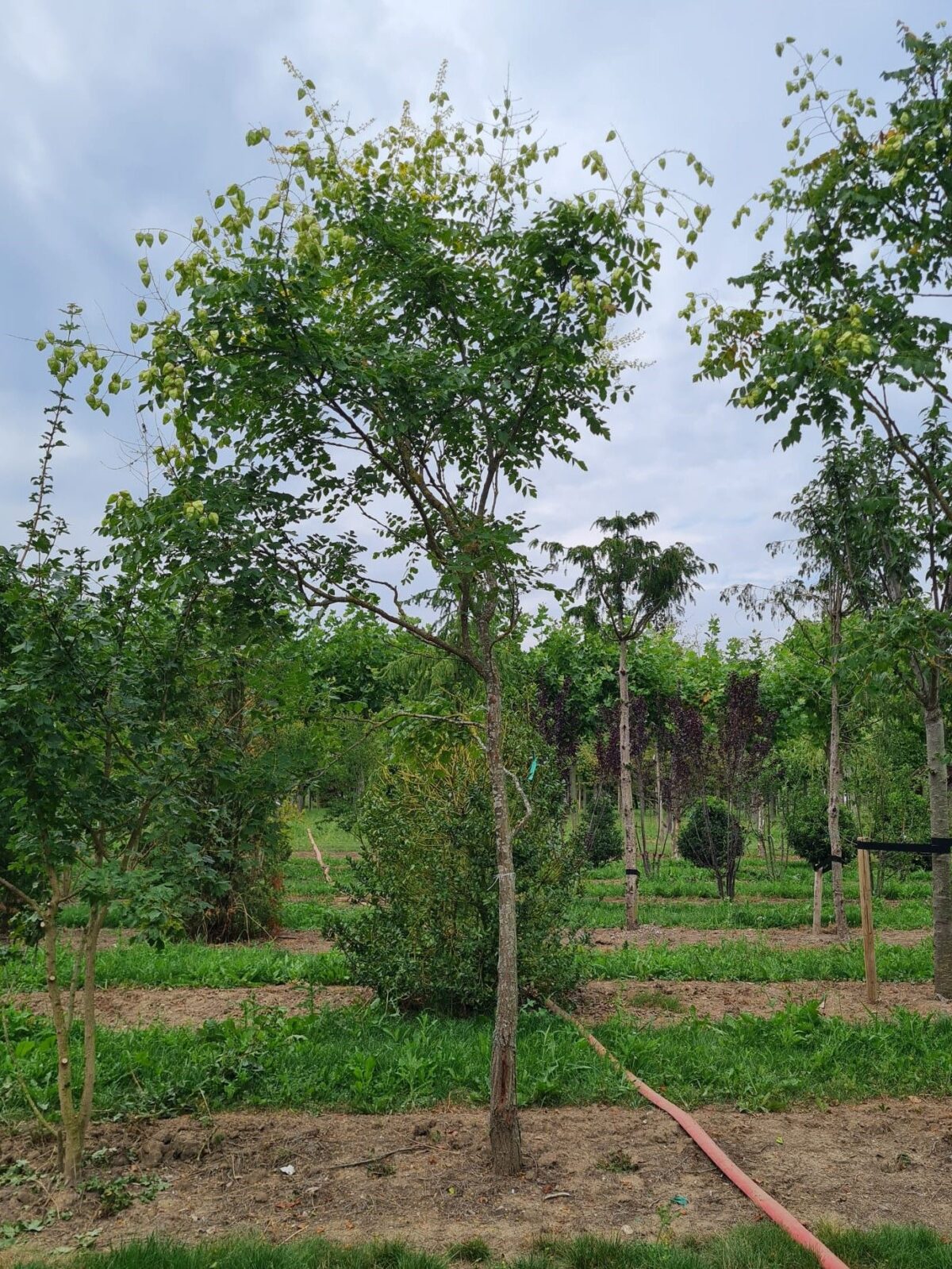 Jonge Lampionboom | Hoogstam