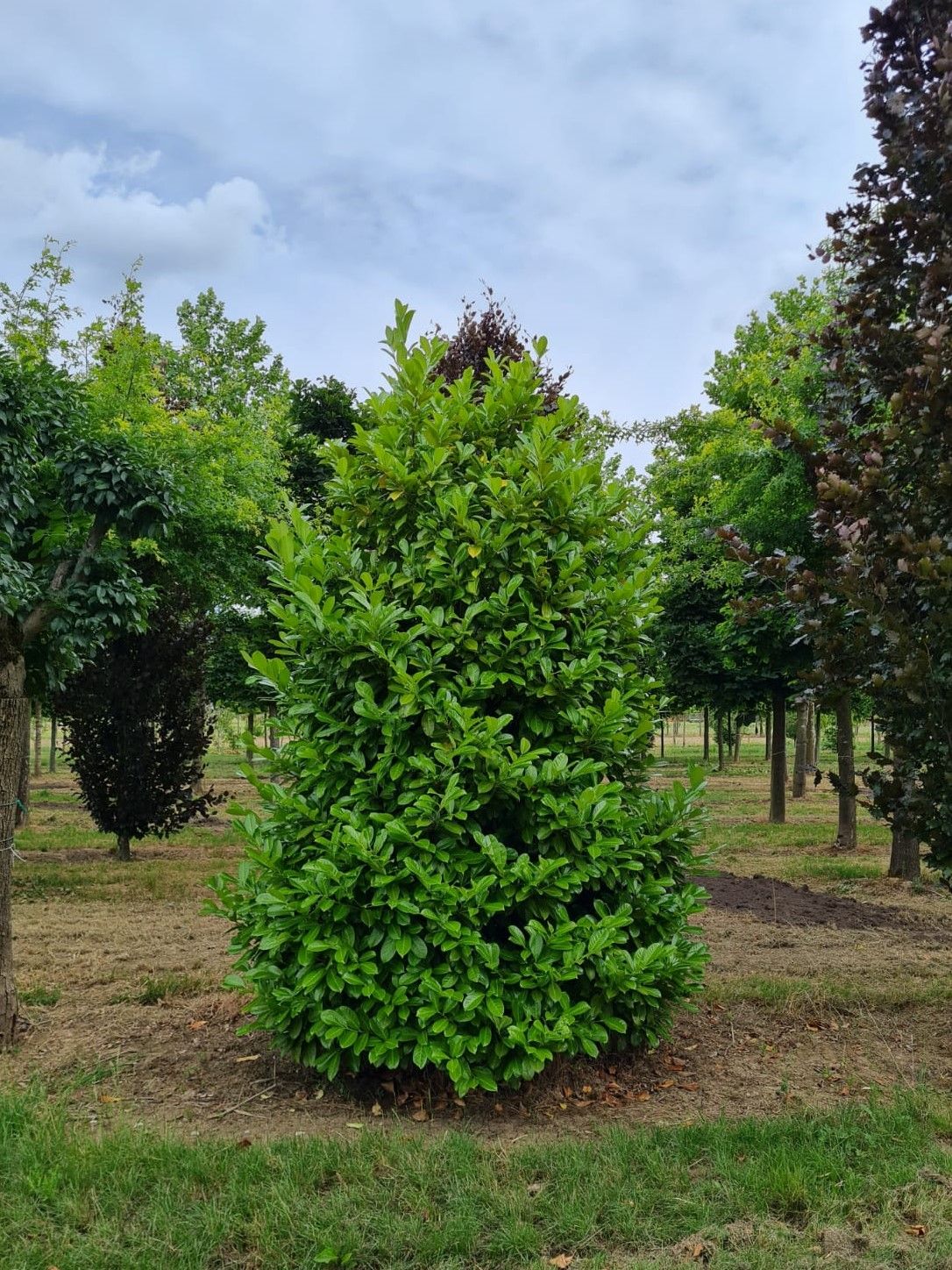 laurierkers-rotundifolia- Volwassen Laurierkers 'Rotundifolia' | Struikvorm