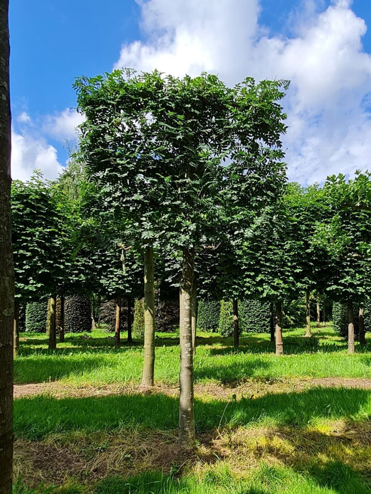 Volwassen Lijsterbes | Leivorm