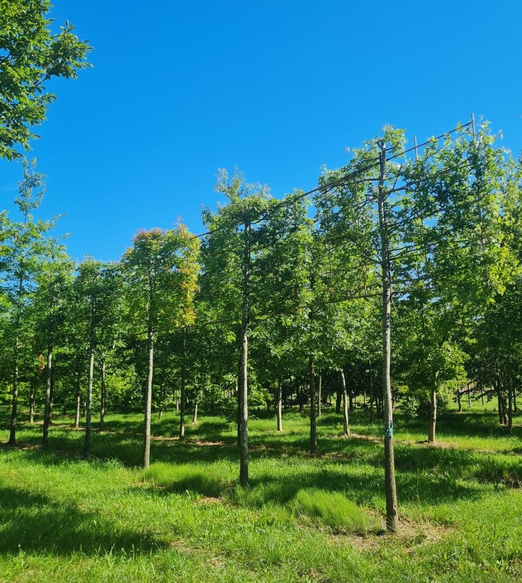 Jonge Moeraseik | Leivorm