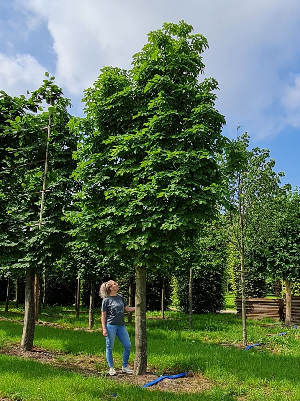 Volwassen Witte paardenkastanje | Leivorm