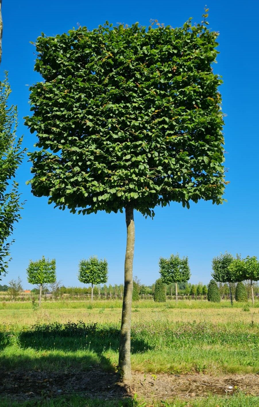 Jonge Haagbeuk | Schermvorm