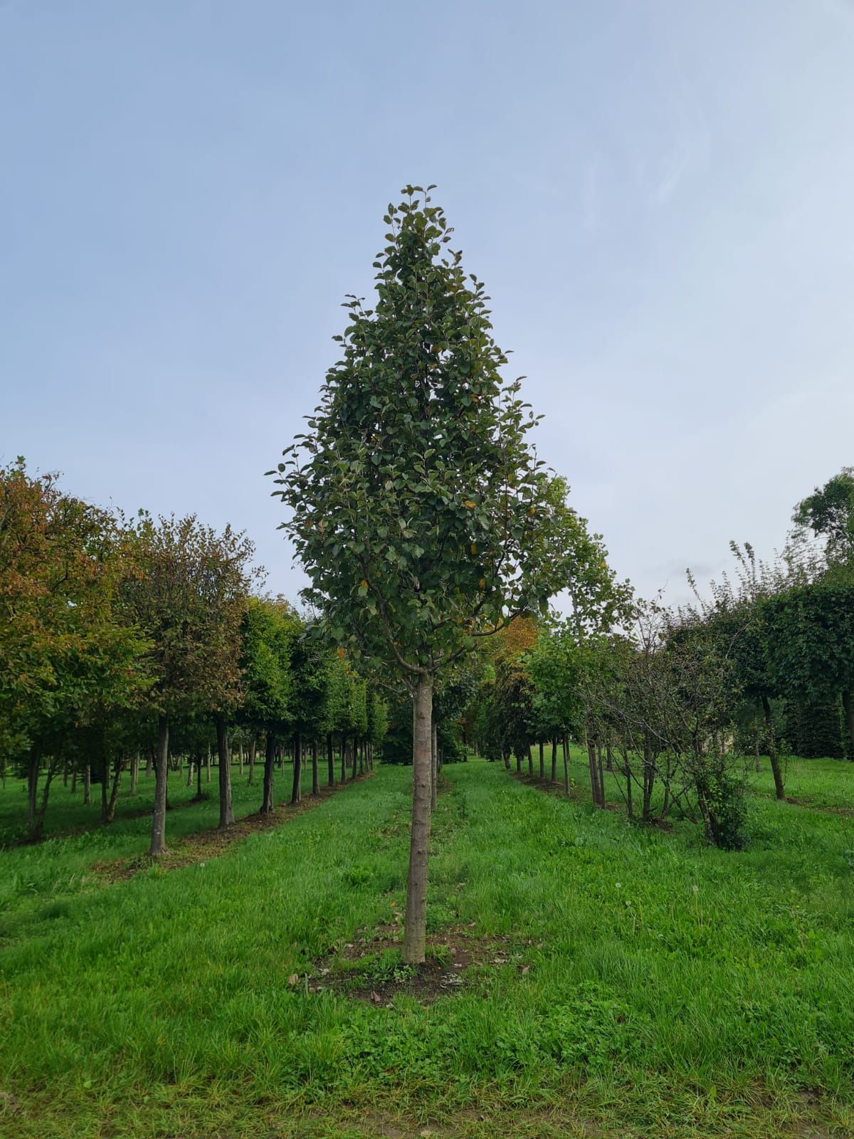 Volwassen Lijsterbes 'Incana' | Hoogstam